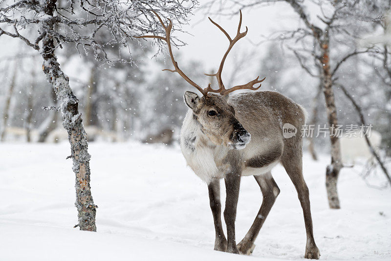 芬兰拉普兰的驯鹿站在雪地里