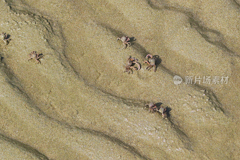 小沙蟹在印度果阿的沙滩上，迷你沙丘上的涟漪，背景壁纸照片
