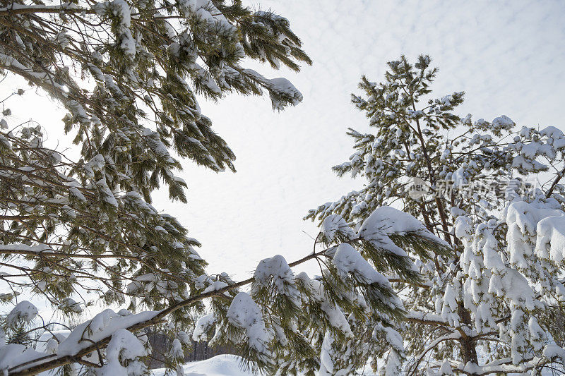 白雪覆盖的松树