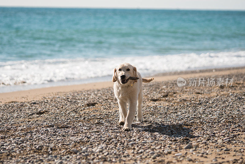 小金毛猎犬在沙滩上玩耍