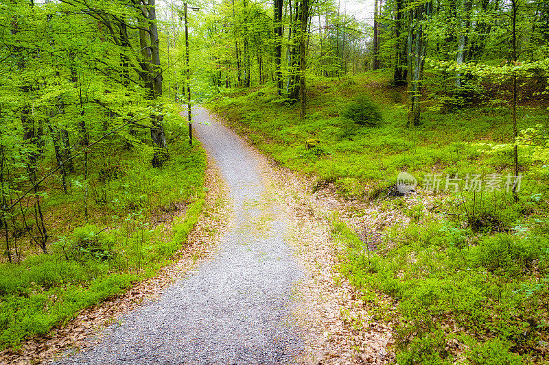 小石子路穿过茂密的森林