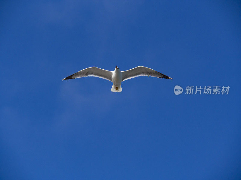 海鸥在蓝天上飞翔