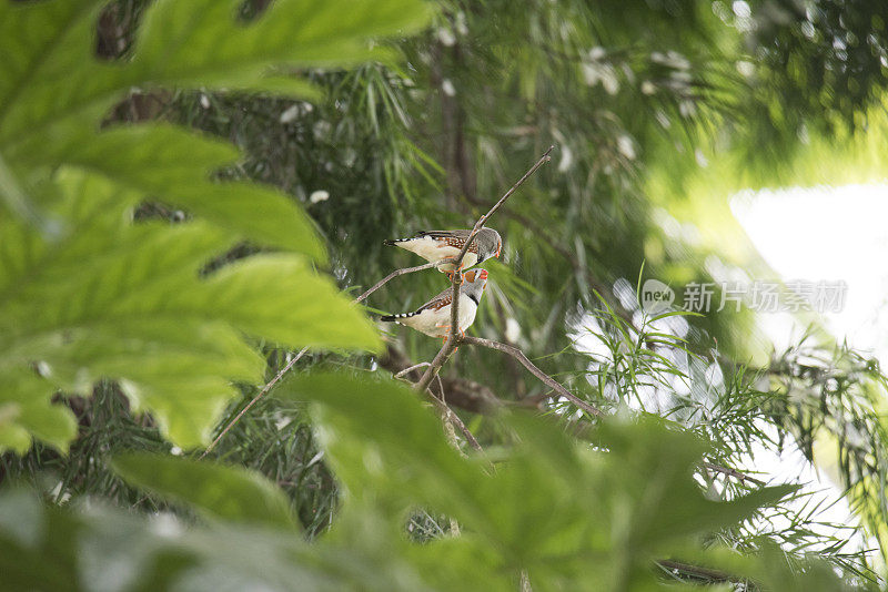 树枝上一对斑胸草雀