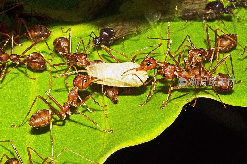 闭合的蚂蚁有助于蚂蚁巢穴的搬运。