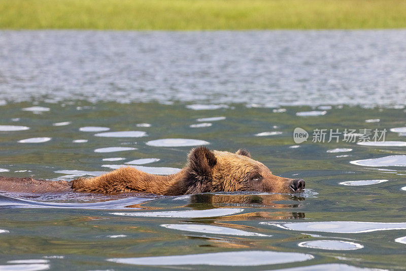 游过加拿大大熊雨林的一条河的灰熊