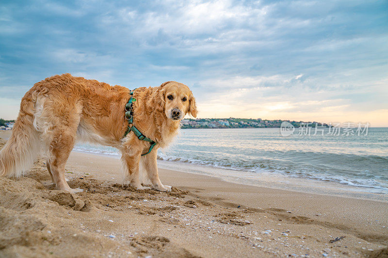 有趣的金毛猎犬在海边的沙滩上玩耍