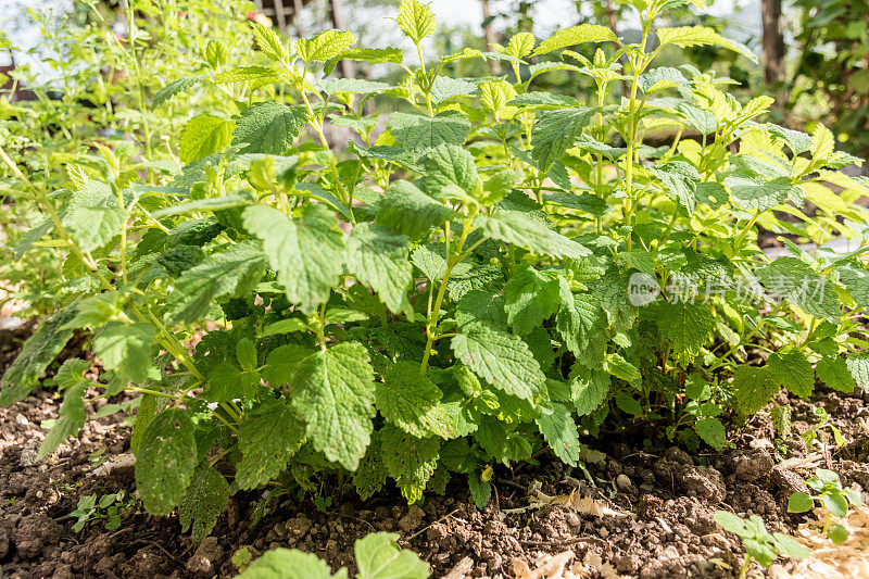 香蜂草，梅莉莎Officinalis，在蔬菜园里生长