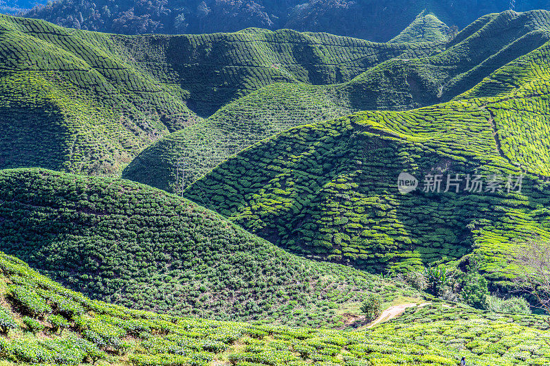 卡梅隆高地茶园