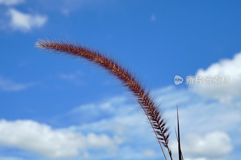 黄昏花草迷离