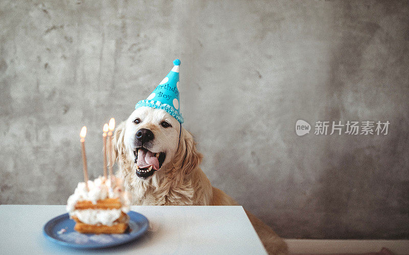 金毛猎犬用蛋糕庆祝生日