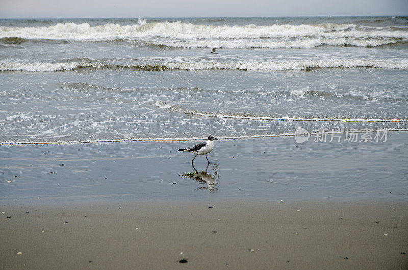 海鸥在海滩上散步