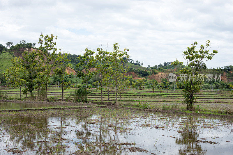 泰国北部清莱省的稻田