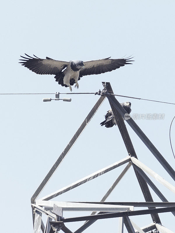 一对黑胸秃鹰栖息在电力塔上