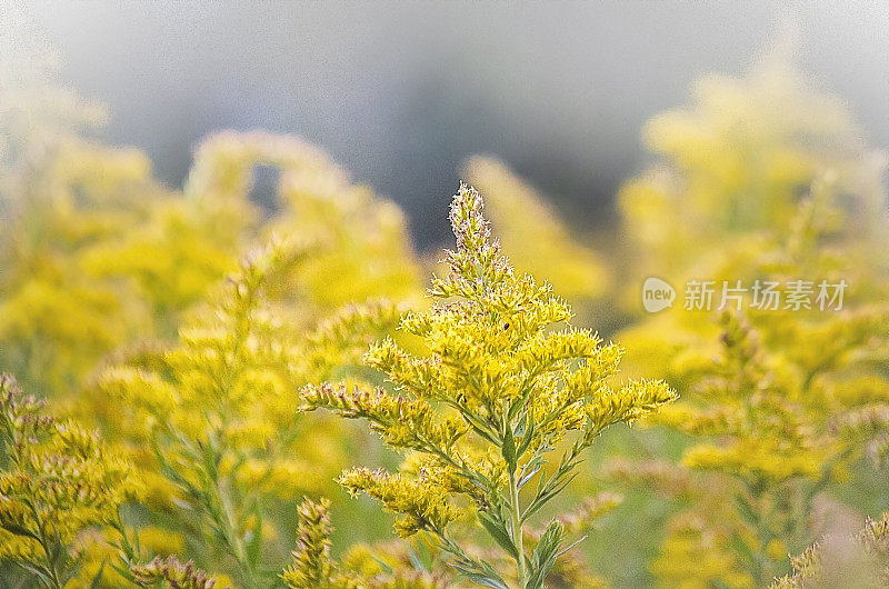 秋麒麟(一枝黄花)