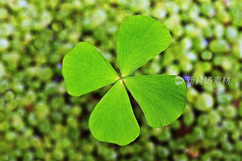 水莴苣(浮萍)及水生植物。