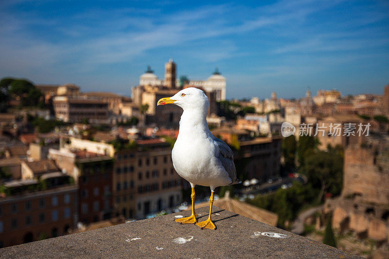 一只海鸥在罗马的屋顶上，背景是罗马的全景