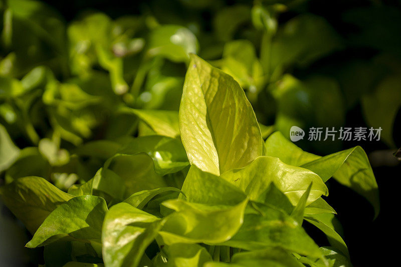 阳光下的绿色盆栽植物