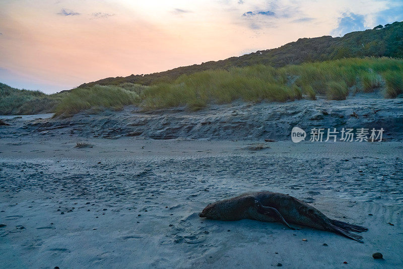 海狮在新西兰南岛纳尔逊塔斯曼区普蓬加的瓦拉里基海滩上睡觉