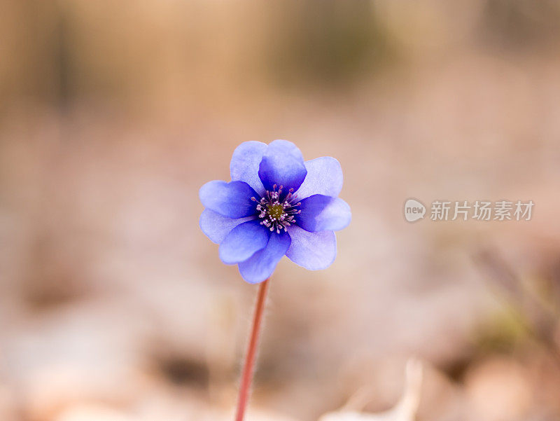 花有蓝色花瓣-肝片。