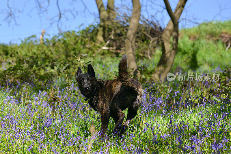 美丽的斑纹狗喜欢春天在一个阳光明媚的春天早晨在森林里的风信子里玩耍。