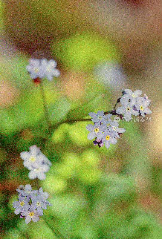 野生肌炎，勿忘我花