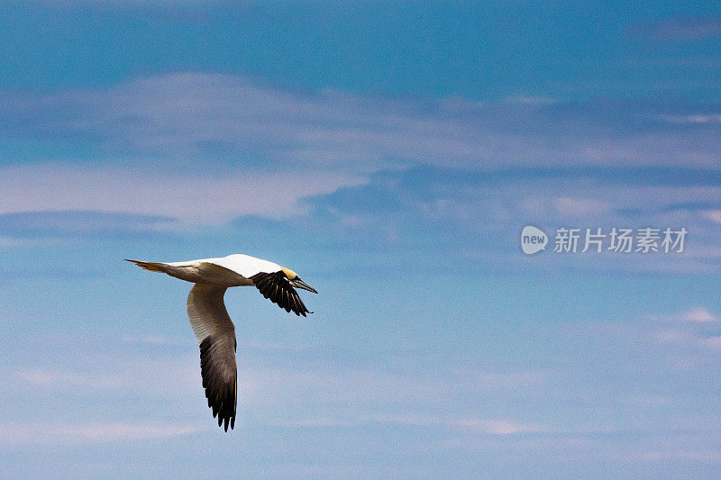 一只北方塘鹅在伯纳文蒂尔岛周围飞行的一瞥。