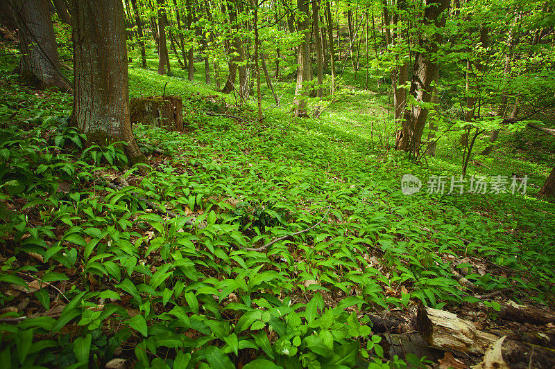 落叶的森林地面在春天被拉姆森覆盖