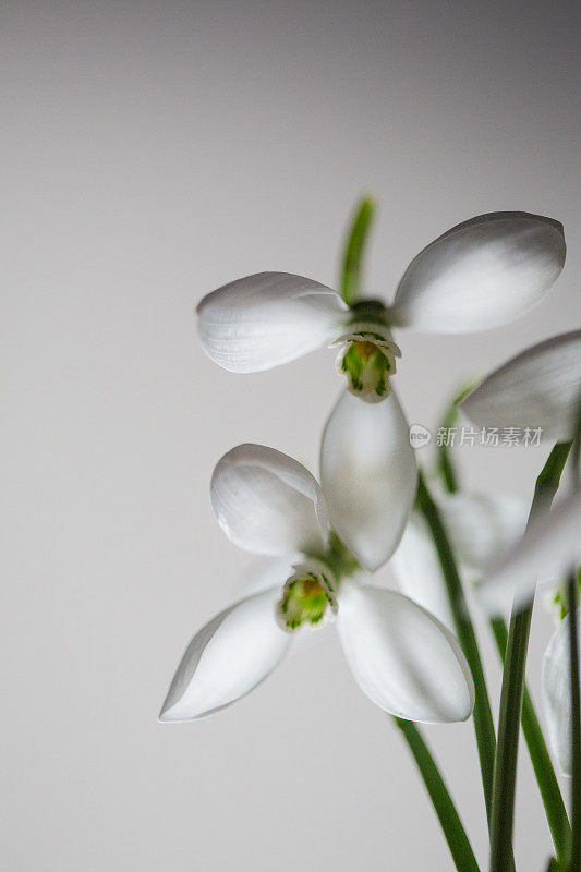 雪花莲