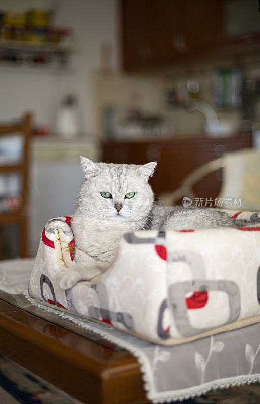 英国短毛猫在猫床上