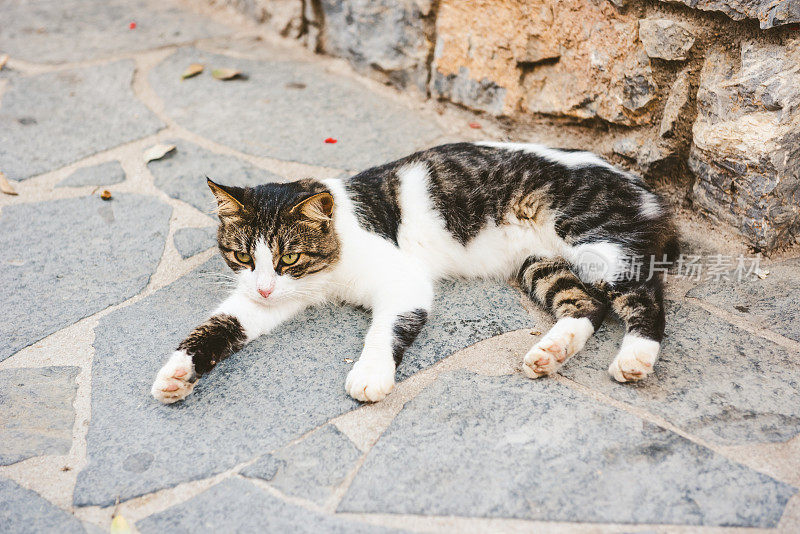 希腊可爱的流浪猫