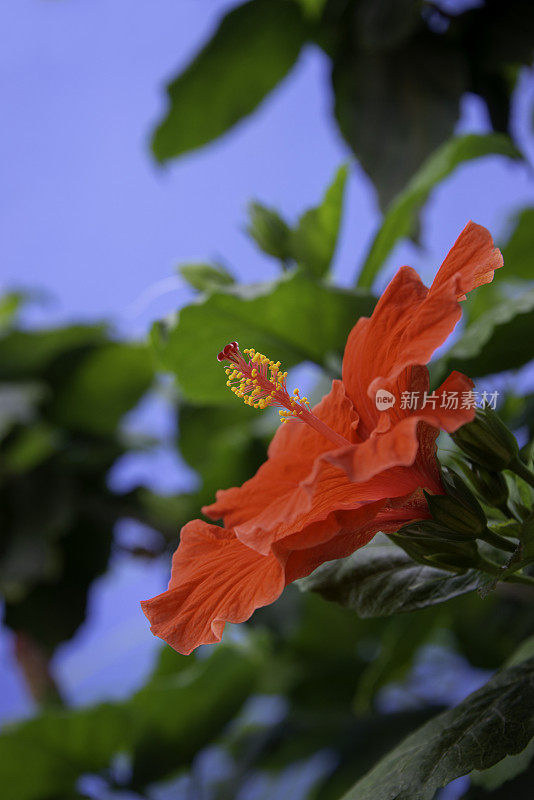 红色芙蓉花和树叶附近的蓝色墙在墨西哥