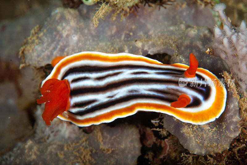 海洋生物。彩色的海蛞蝓水下生物裸鳃