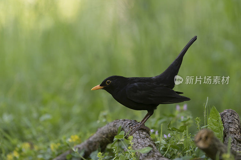 黑鸟（图尔杜斯・梅鲁拉）