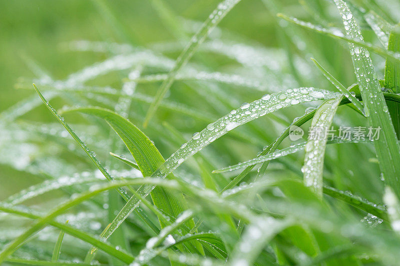 春雨滴在草地上的特写