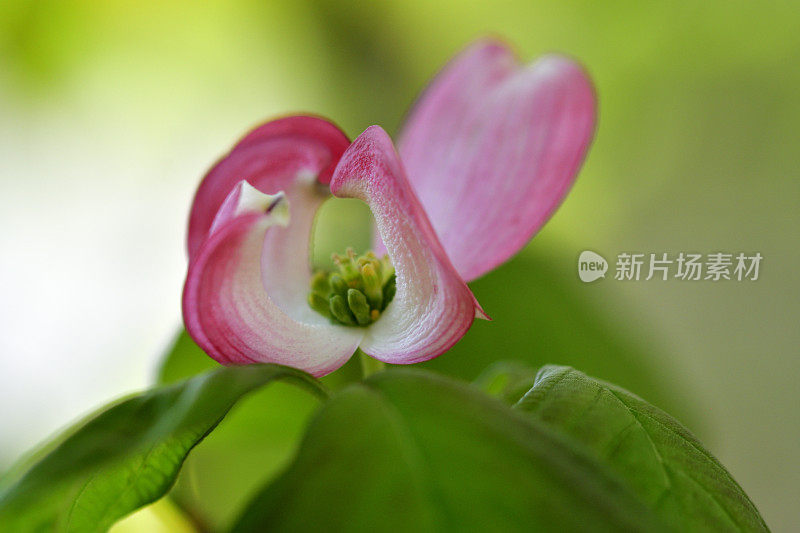 山茱萸花的极端特写照片，被花瓣状苞片包围