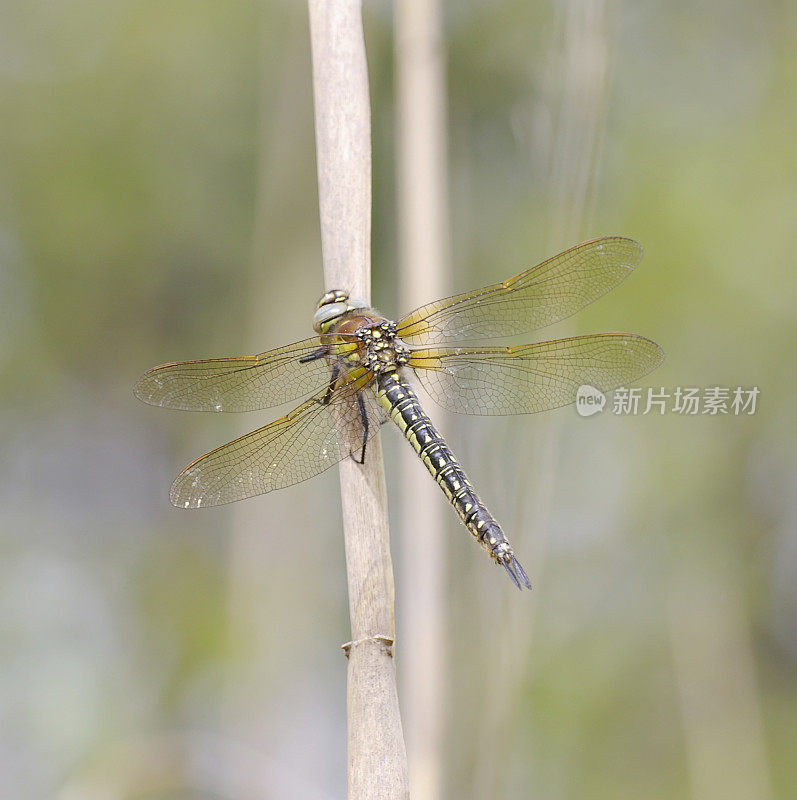 毛鹰蜻蜓(pratense)雌性