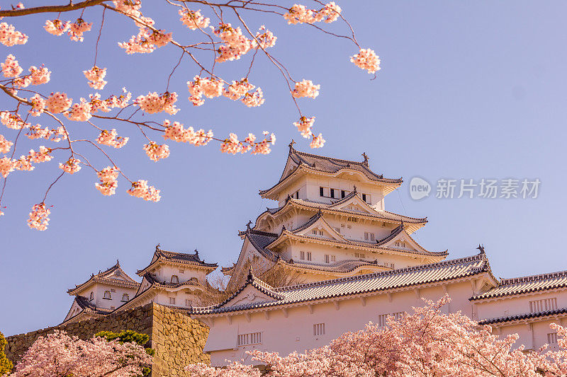 姬路城和日本的樱花