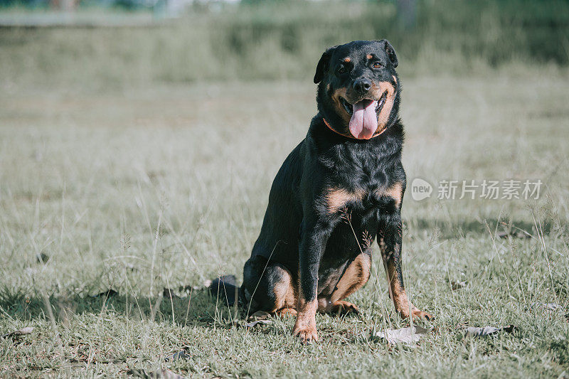 在阳光下饲养罗威纳犬