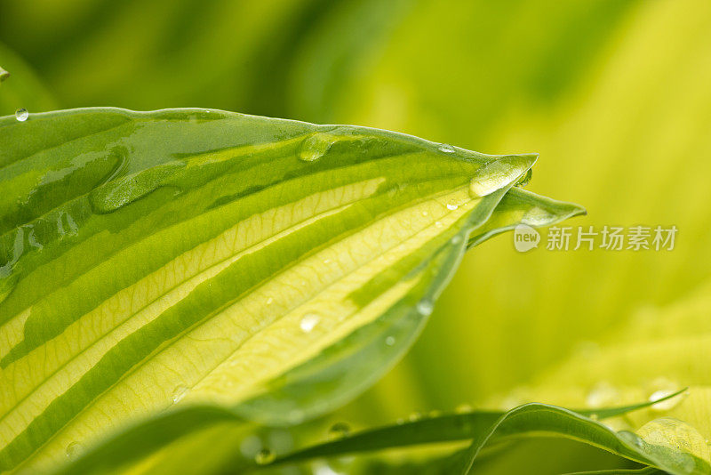 年轻的叶玉簪属草本植物。雨中植物的叶子