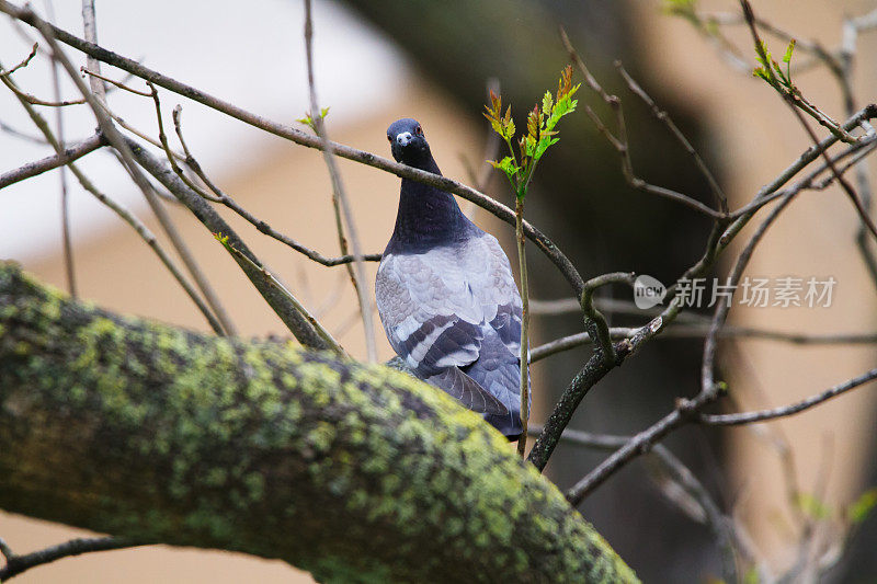 树上的鸽子