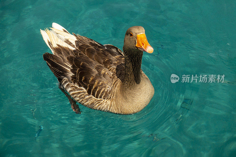 海上的鸭子