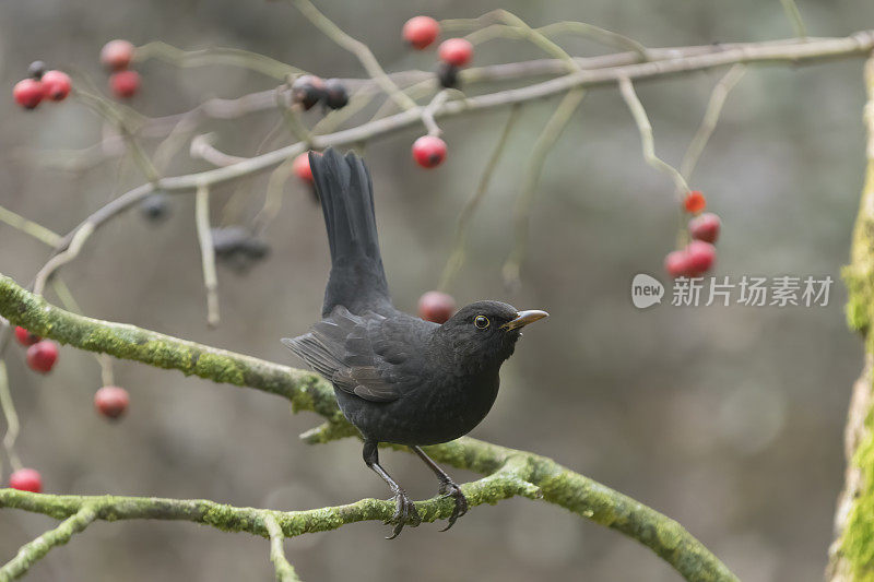 黑鸟（图尔杜斯・梅鲁拉）