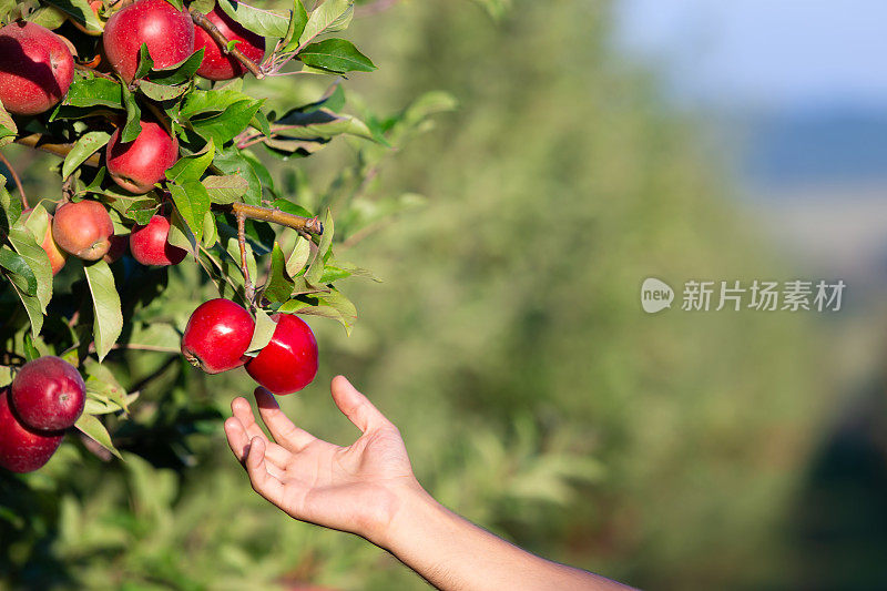 一张阳光明媚的照片，一只手从苹果树枝上摸到了一个苹果。