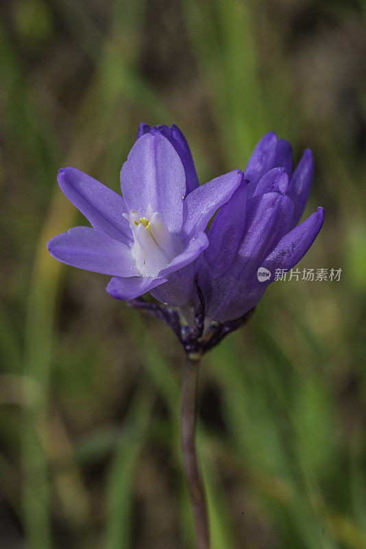 双棱柱头或双棱柱头，称为蓝梗，紫头和花椒保存;圣罗莎;加利福尼亚州索诺玛县