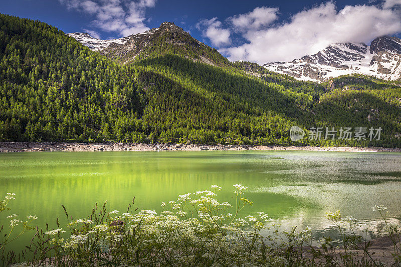Ceresole湖，野花和阿尔卑斯山景观-大天堂-意大利