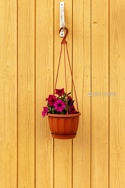 挂在木墙上的花盆里盛开的矮牵牛花