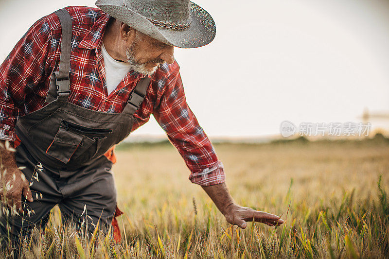 一位高级牧场主正在检查小麦作物