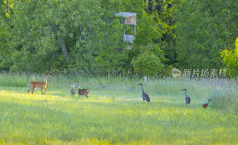 在野外，不同的物种通常对彼此很友好。在这里，鹿和沙丘鹤与它们的幼崽一起吃草。