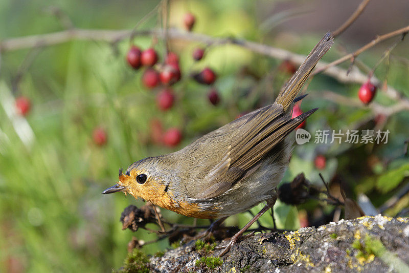 罗宾(红心rubecula)