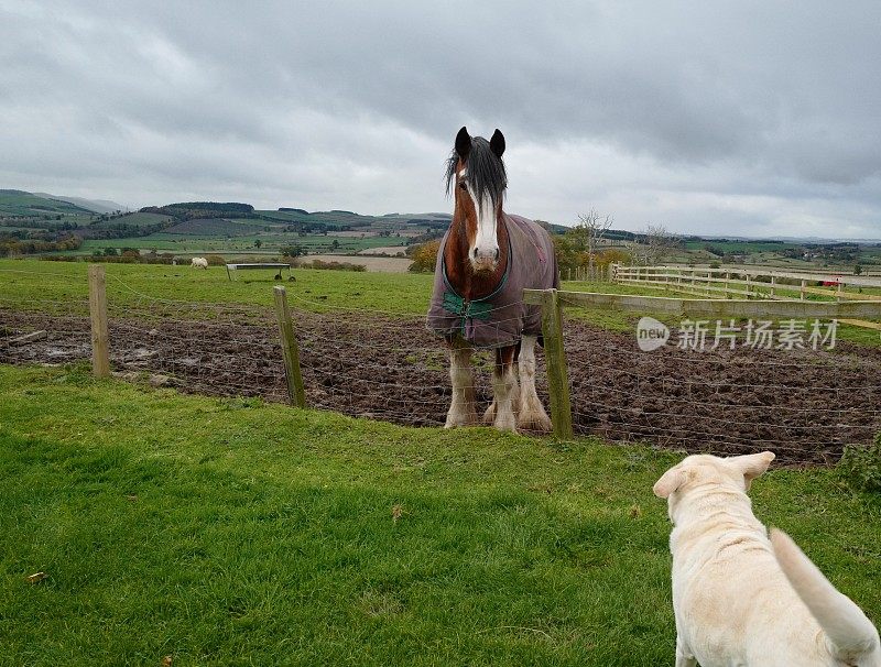 拉布拉多寻回犬和克莱兹代尔犬